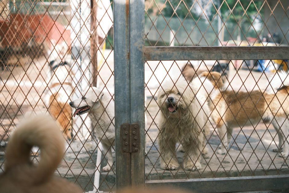 Adoption eines Hundes aus dem Tierheim
