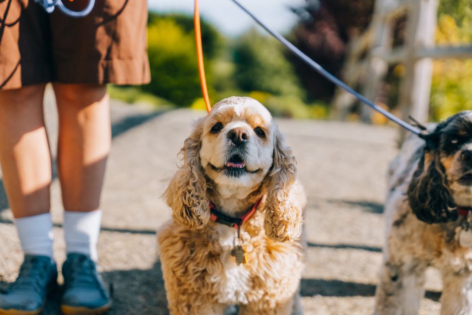 Adoption eines Hundes aus dem Tierheim