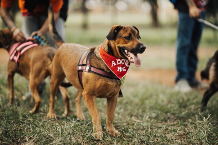 Adoption eines Hundes aus dem Tierheim