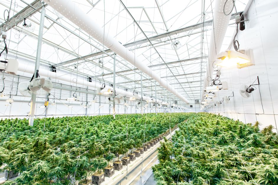 ARX: Neue Premium-Marke für medizinisches Cannabis