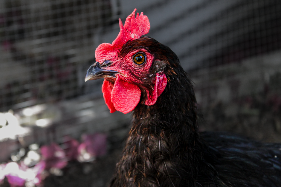 Braune Skua: Erster Fall von H5N1 in Australien