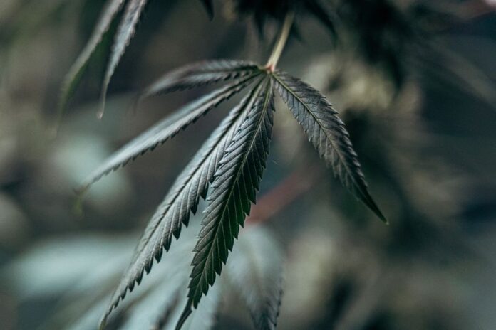Canopy Growth Quartalszahlen im Fokus