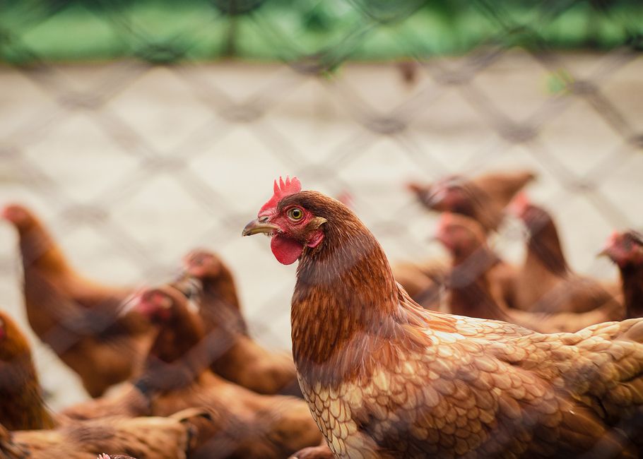 Erster Fall von Vogelgrippe H5N1 in Australien