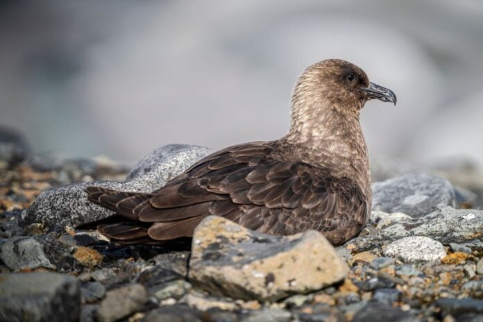 Erster Fall von Vogelgrippe H5N1 in Australien