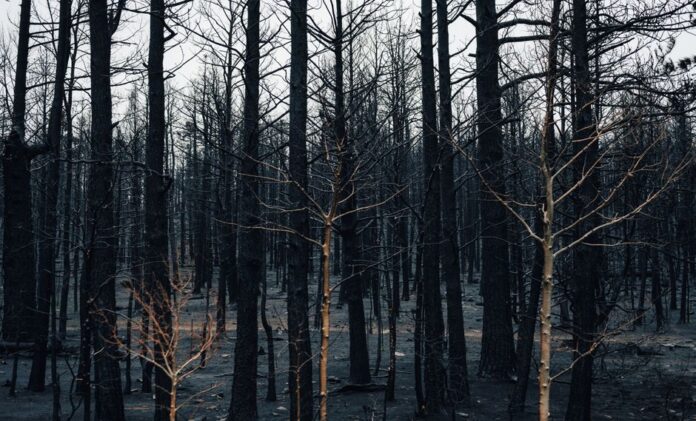 Gerichtssaal während des Brandstiftungsprozesses