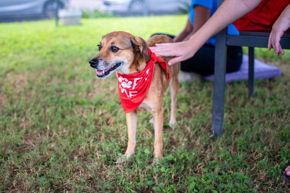 Hunde aus dem Tierheim: Steuerersparnis durch Adoption