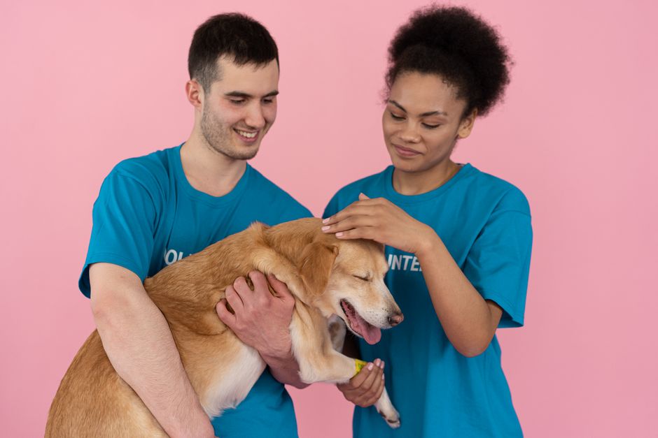 Hunde aus dem Tierheim: Steuerersparnis durch Adoption
