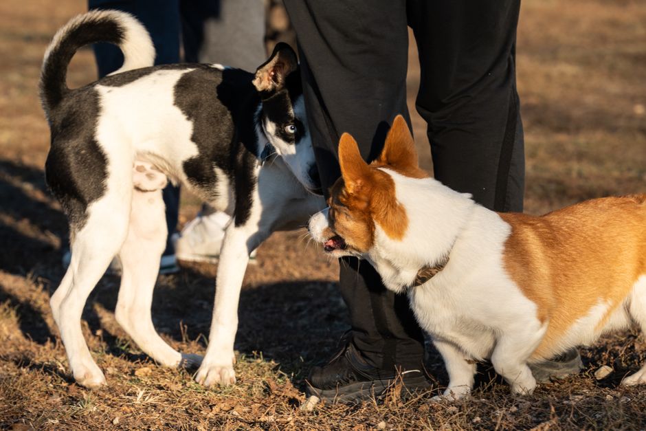Hunde aus dem Tierheim: Steuerersparnis für neue Besitzer