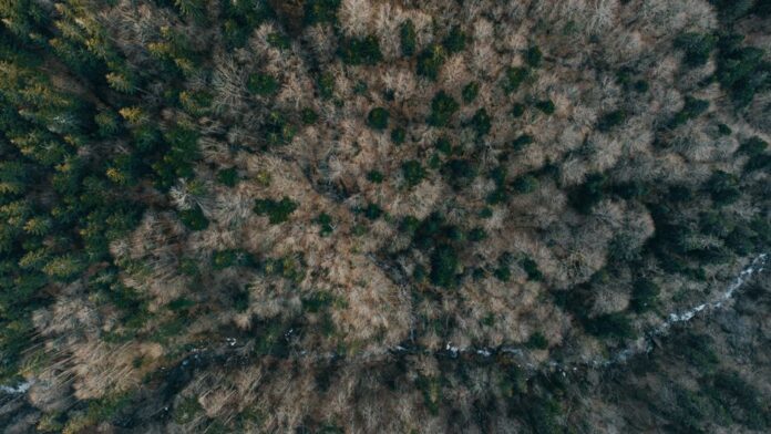 iShares Global Timber & Forestry ETF im Fokus