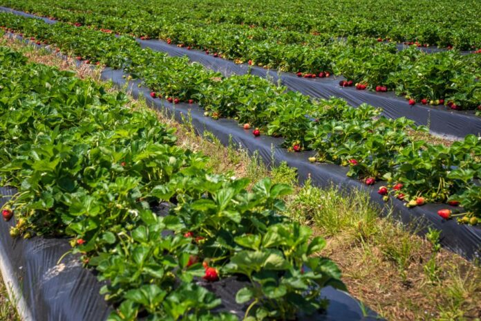 Teure Sommerprodukte: Erdbeeren und Eis