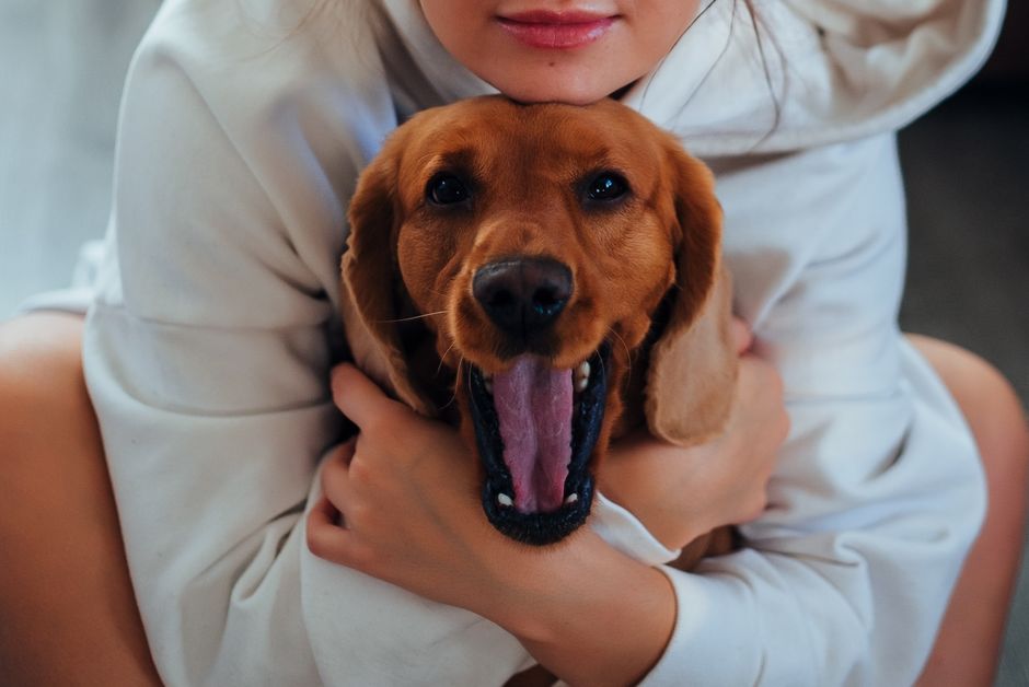 Adoptierter Hund aus dem Tierheim