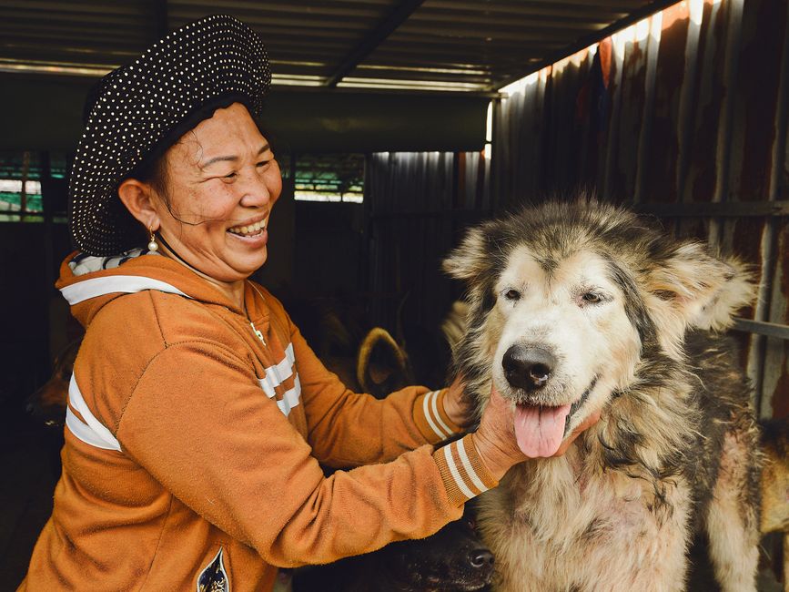 Adoption eines Hundes aus dem Tierheim