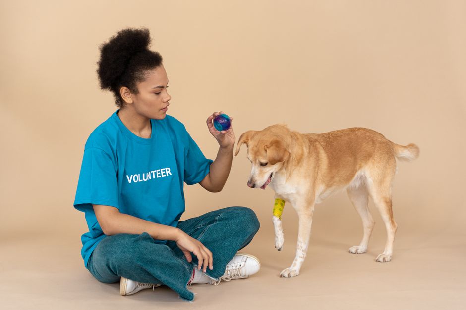 Adoption eines Hundes aus dem Tierheim