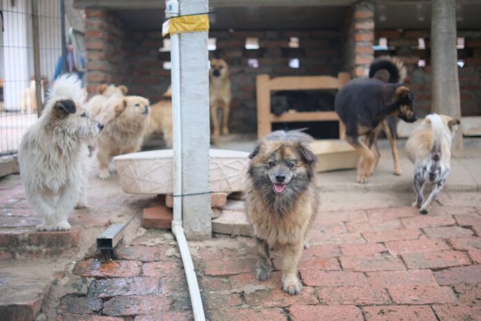Adoption von Tierheimhunden fördern