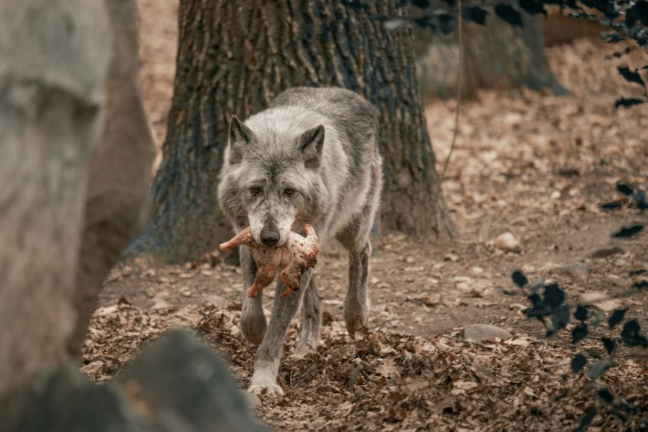 Änderungen im Juli 2026: Steuer und Wolfsjagd