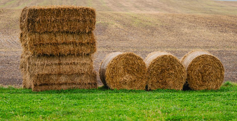 Bayer Aktie und Glyphosat-Geschäft