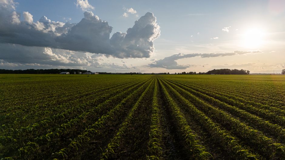 Bayer-Aktie und Glyphosat-Thematik