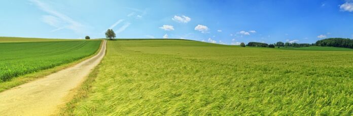Bayer und RAGT: Zukunft des Hybridweizens