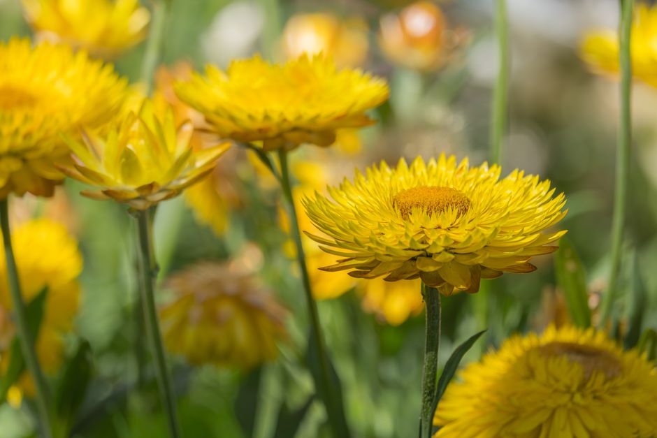 Bunte Sonnenstauden im trockenen Garten