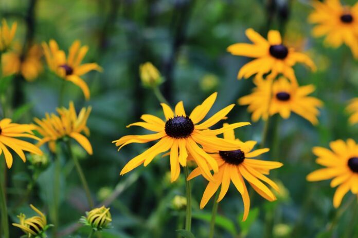 Bunte Sonnenstauden im trockenen Garten