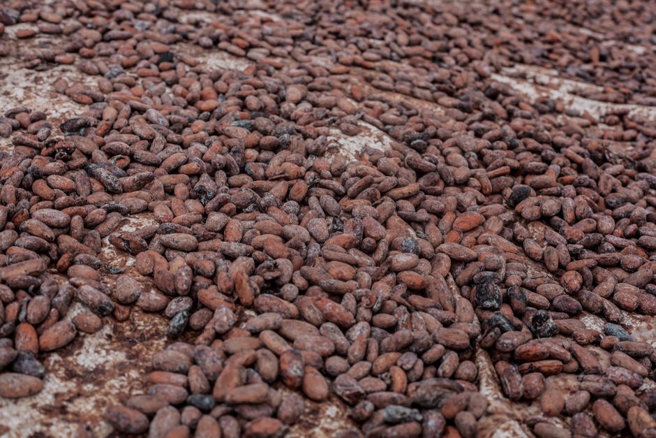 El Niño beeinflusst Kaffee- und Kakao-Preise