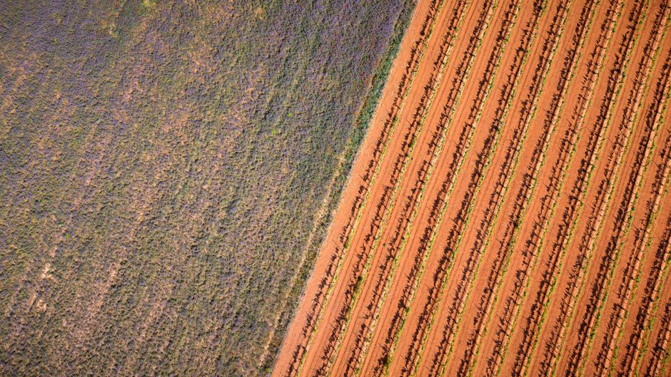 EU-Agrarreform und ihre Auswirkungen auf Ostdeutschland