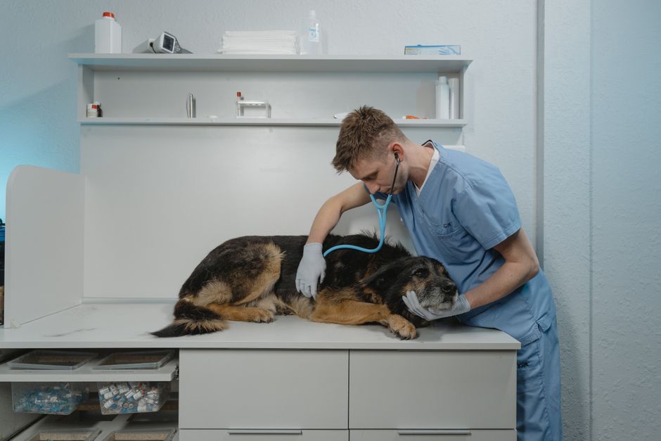Pets at Home Group-Aktie im Fokus