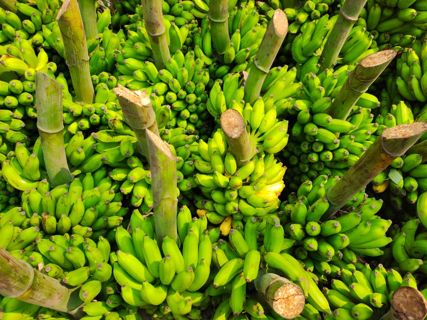 Sipef SA: Palmöl und Agroindustrie