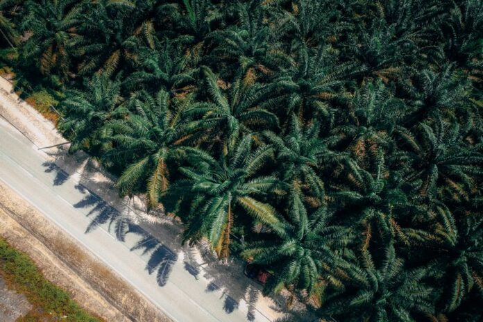 Sipef SA: Palmöl und Agroindustrie