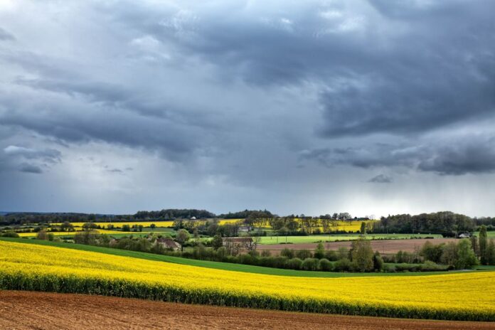 Verheerende Schäden an Rapsfeldern durch Unwetter
