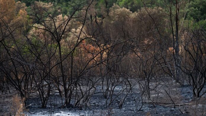Waldbrand bei Madrid: Einsatzkräfte im Einsatz