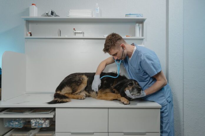 Zoetis-Aktie: Herausforderungen im Tiergesundheitsmarkt