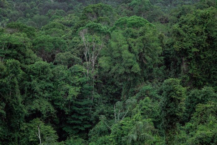 Abholzung im Amazonasgebiet: Ein alarmierendes Thema
