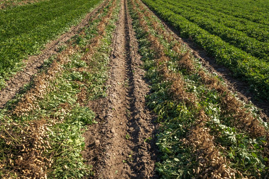 Bayer Aktie: Investitionsperspektiven