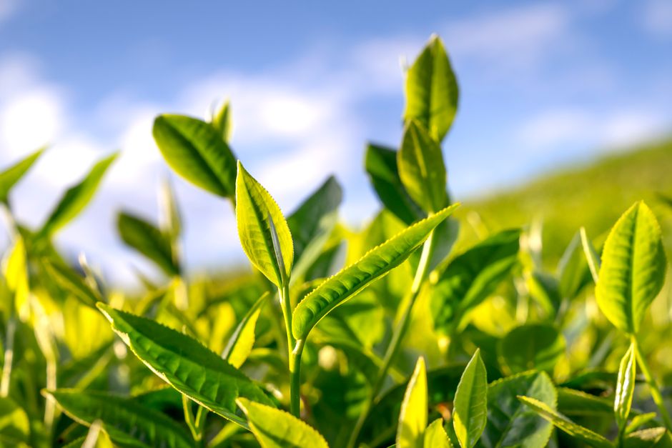 Bio-Matcha-Tee und seine Herausforderungen