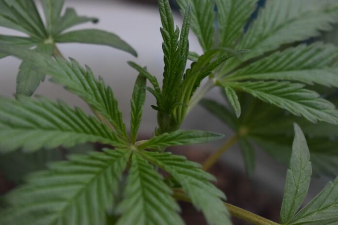 Cannabis und Verkehr: MPU-Anforderungen