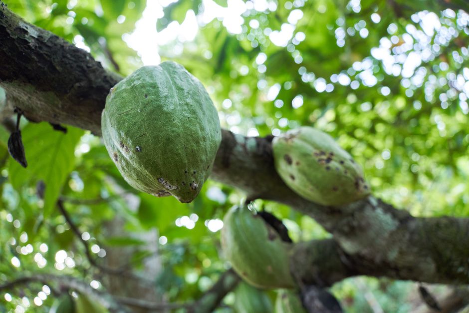 Cocoa Futures steigen durch verbesserte Ernteprognosen.