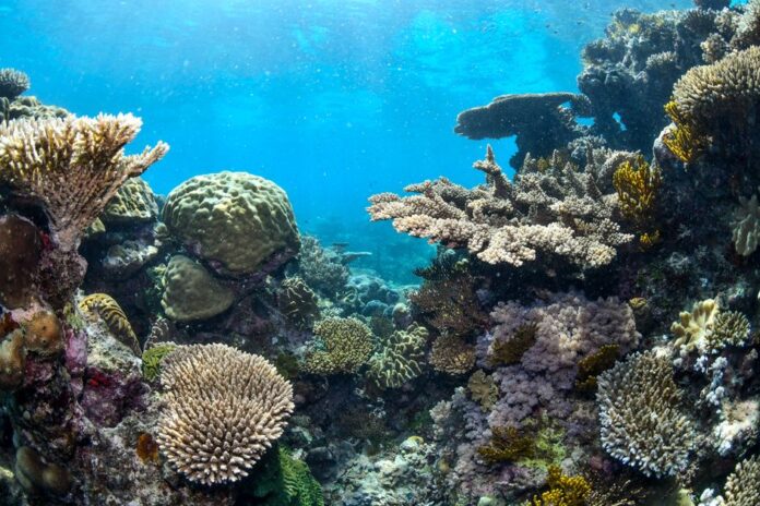 Erholung der Korallen im Great Barrier Reef
