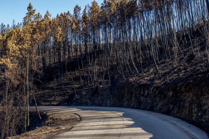 Evakuierung während des Waldbrandes auf Chalkidiki