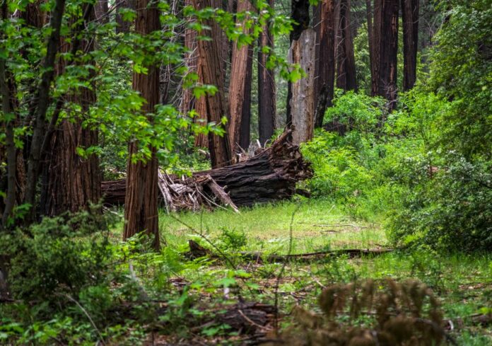 Familien genießen kostenlosen Zugang zu State Parks
