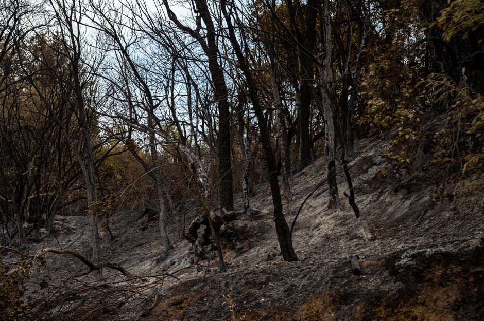 Feuerwehr im Einsatz bei Waldbrand