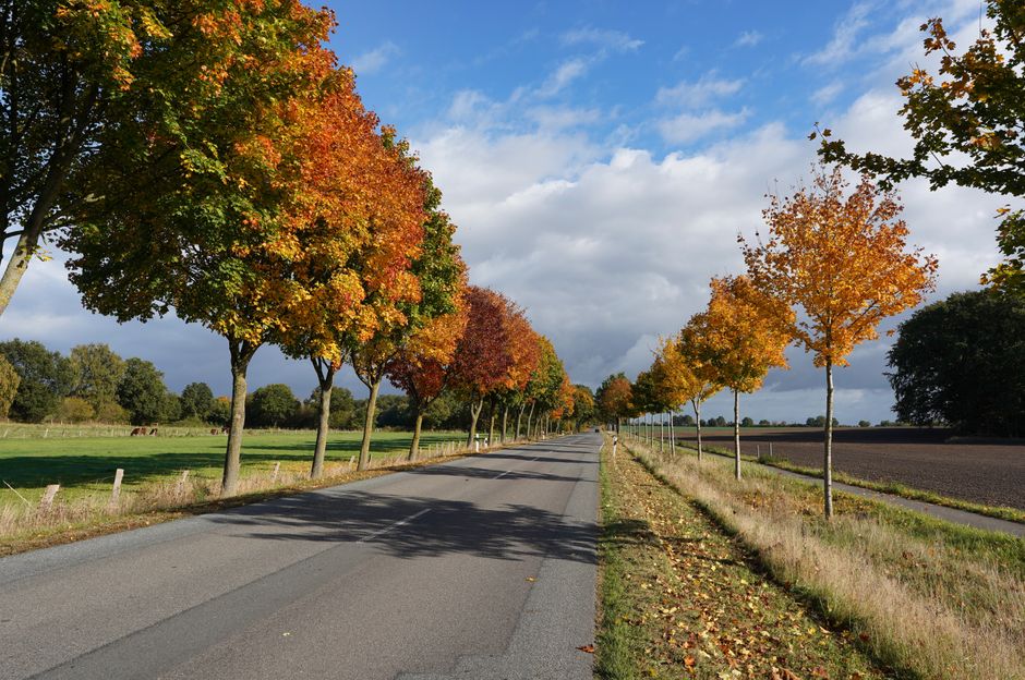 Herbstliche Landschaft in Schleswig-Holstein