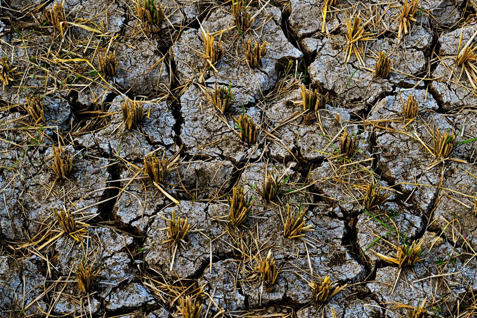 Klimakrise: Waldbrände und Dürre in Deutschland