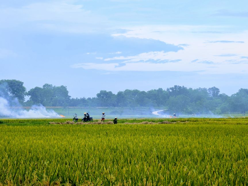 Pauschalierung in der Landwirtschaft