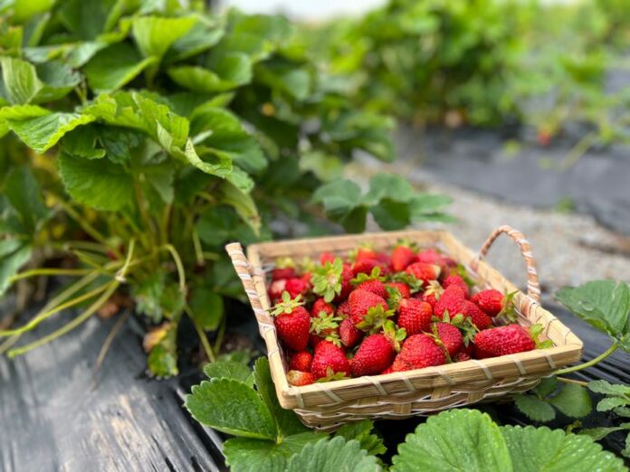 Qualität und Nachhaltigkeit in der Beeren-Lieferkette
