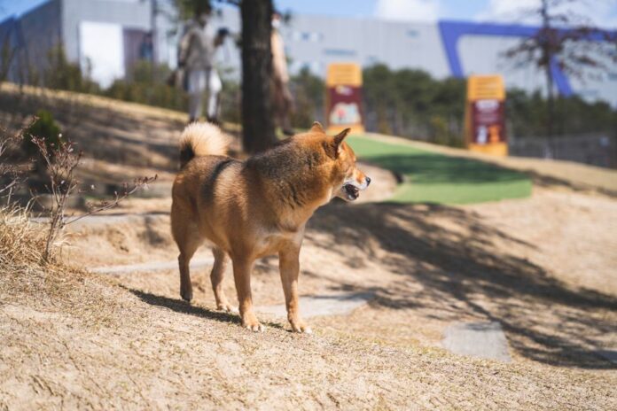 Shiba Inu Coin Marktanalyse und Prognose