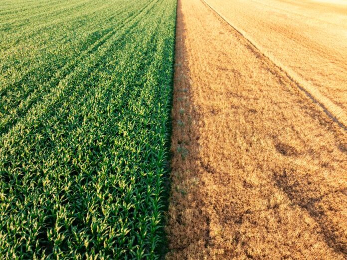 Trockenheit beeinträchtigt die Ernte in Deutschland.