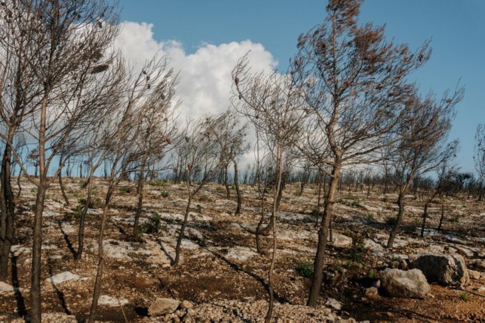 Waldbrände in Europa: Aktuelle Situation