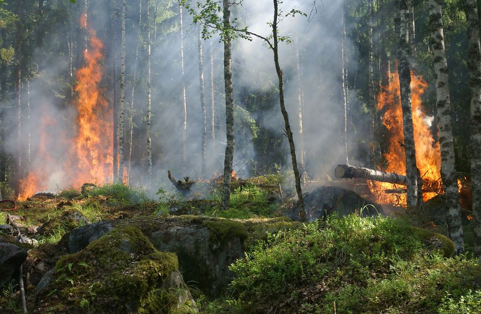 Waldbrände in Griechenland und Europa