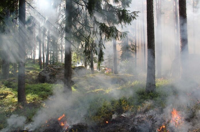 Waldbrandgefahr und Präventionsmaßnahmen